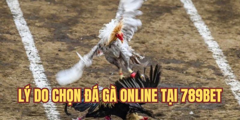 Lý do chọn cược đá gà trực tuyến
